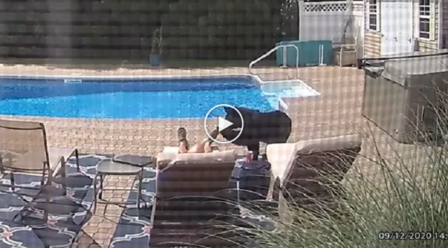orso-in-piscina-play