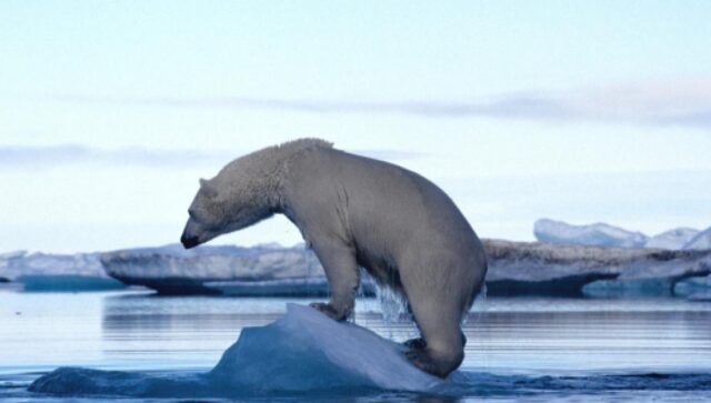 orso-polare-scioglimento-ghiacciai
