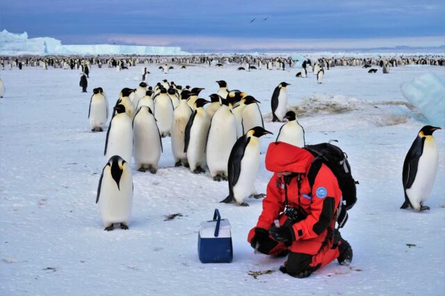 covid-in-antartide-36-positivi-ricercatori-pinguini