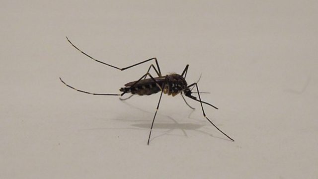 zanzara-coreana